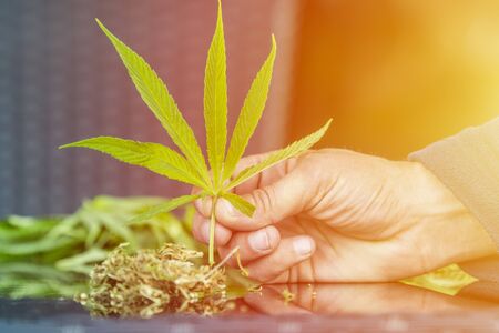 Medical marijuana. Legalize cannabis as a medical product. A leaf of marijuana in the hand.の写真素材