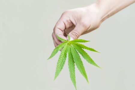 Medical marijuana. Legalize cannabis as a medical product. A leaf of marijuana in the hand.の写真素材