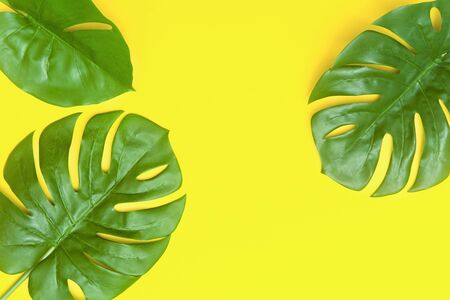 Tropical palm leaves with empty space in the middle. flat lay, top view.の写真素材
