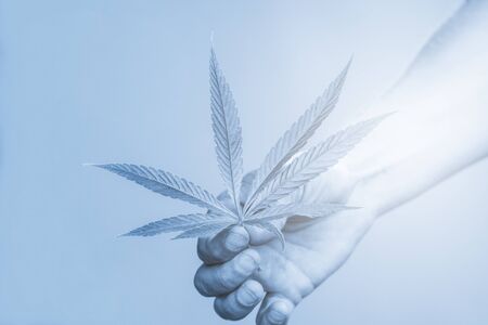 Medical marijuana. Legalize cannabis as a medical product. A leaf of marijuana in the hand. B|ue filterの写真素材