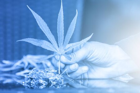 Medical marijuana. Legalize cannabis as a medical product. A leaf of marijuana in the hand. B|ue filterの写真素材