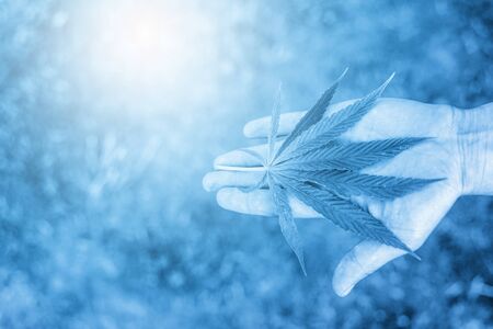 Medical marijuana. Legalize cannabis as a medical product. A leaf of marijuana in the hand. B|ue filterの写真素材