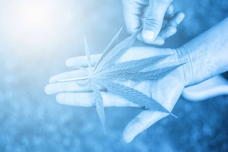 Medical marijuana. Legalize cannabis as a medical product. A leaf of marijuana in the hand. B|ue filterの写真素材