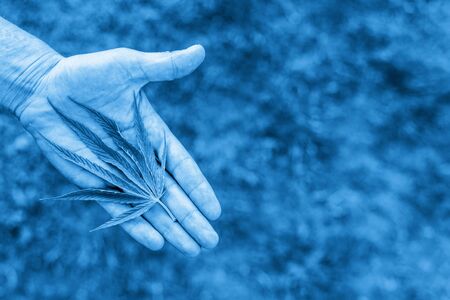 Medical marijuana. Legalize cannabis as a medical product. A leaf of marijuana in the hand. B|ue filterの写真素材