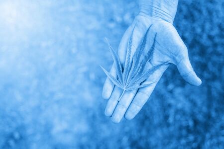 Medical marijuana. Legalize cannabis as a medical product. A leaf of marijuana in the hand. B|ue filterの写真素材