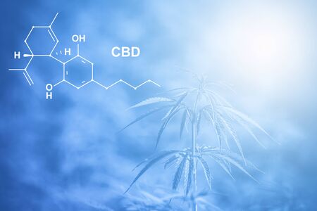 Image medicinal cannabis with extract oil of the formula CBD cannabinol, cannabidiol. Blue filterの写真素材