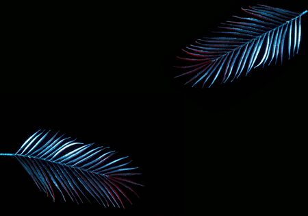Palm leaf on black background with place for your textの写真素材