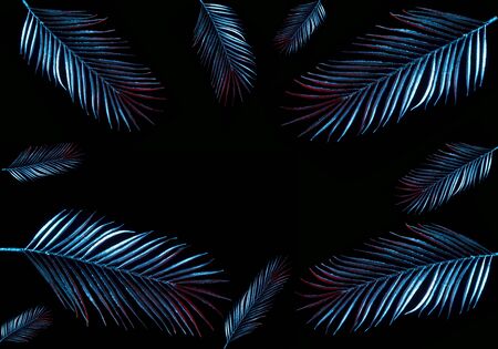 Palm leaf on black background with place for your textの写真素材