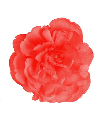 Red flower tulip on white isolated backgroundの写真素材