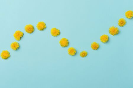 Dandelion flowers on blue background top viewの写真素材