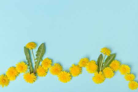 Dandelion flowers on blue background top viewの写真素材