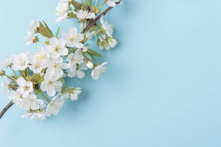 Spring Cherry Blossom On Blue Background
の写真素材