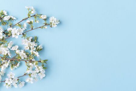 Spring Cherry Blossom On Blue Background
の写真素材