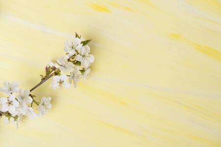 Spring Cherry Blossom On Yellow Background
の写真素材