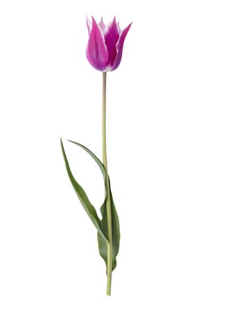 Violet tulip isolated on white backgroundの写真素材