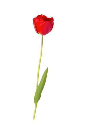 Red tulip isolated on white backgroundの写真素材