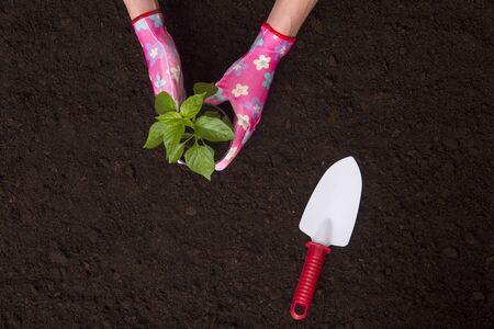Woman planting young tree on dirt soil. Working in the spring garden.の写真素材