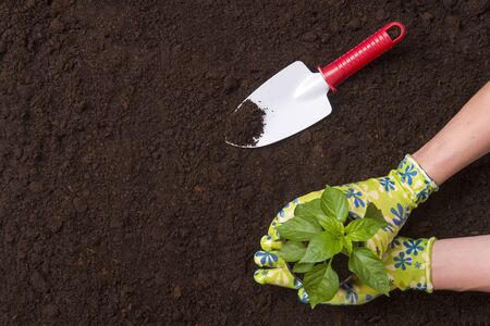Woman planting young tree on dirt soil. Working in the spring garden.の写真素材