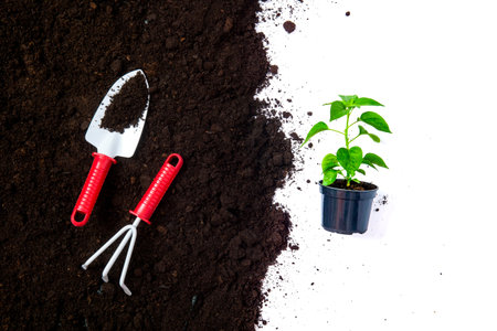 Garden tools in soil isolated on white background. Planting concept. Working in the spring garden.
