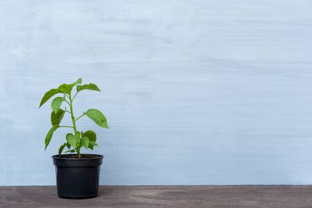 Pepper seedlings on grey background. Plant at home conceptの写真素材