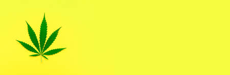 Hemp or cannabis leaf isolated on yellow background. Concept of herbal alternative medicine. Trendy flat lay minimalism bannerの写真素材