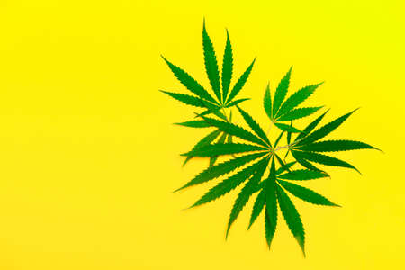 Hemp or cannabis leaf isolated on yellow background. Concept of herbal alternative medicine. Trendy flat lay minimalism bannerの写真素材