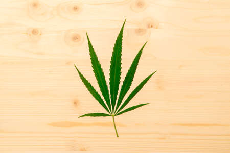 Hemp or cannabis leaf isolated on wooden background. Concept of herbal alternative medicine.の写真素材