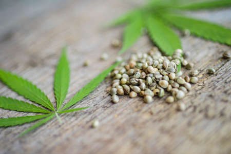 Green cannabis leaf and seeds on wooden background. Vegetarian food conceptの写真素材