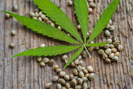 Green cannabis leaf and seeds on wooden background. Vegetarian food conceptの写真素材