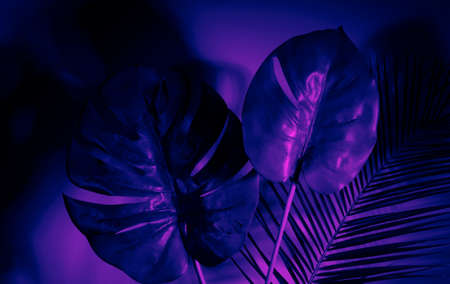 Tropical leaves in vibrant bold gradient holographic neon colorsの写真素材