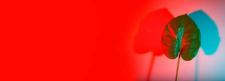 Summer composition. Monstera leaves on colorful background. Summer concept. Flat lay.の写真素材