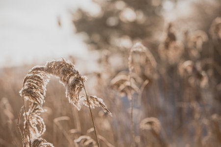 Pampas grass outdoor in light pastel colors. Dry reeds boho style. Abstract natural backgroundの写真素材