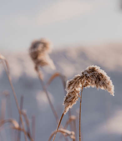 Pampas grass outdoor in light pastel colors. Dry reeds boho style. Abstract natural backgroundの写真素材