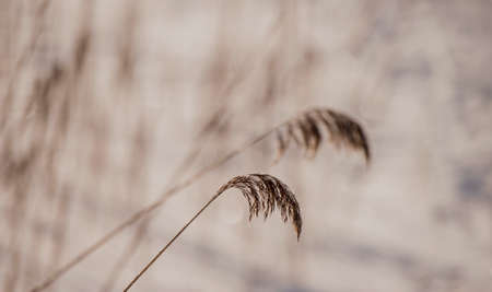 Pampas grass outdoor in light pastel colors. Dry reeds boho style. Abstract natural backgroundの写真素材