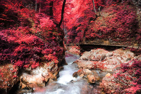 Mystic fantasy pink forest. Beautiful pink infrared forest landscapeの写真素材