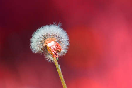 White dandelions on pink background.の写真素材