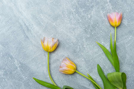 Colorful tulips on concrete background. Copy space for text. Mother's day conceptの写真素材