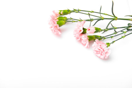 Close up photo of a pink carnation bouquet isolated over white backgroundの写真素材