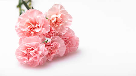Close up photo of a pink carnation bouquet isolated over white backgroundの写真素材