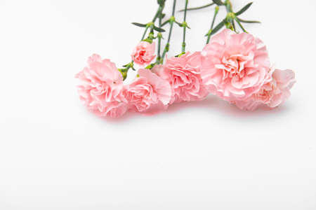 Close up photo of a pink carnation bouquet isolated over white backgroundの写真素材