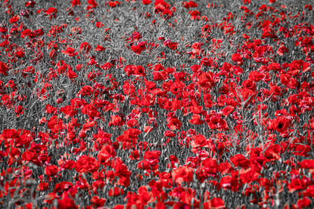 Beautiful red corn poppy flowers on black and white background. Remembrance day conceptの写真素材