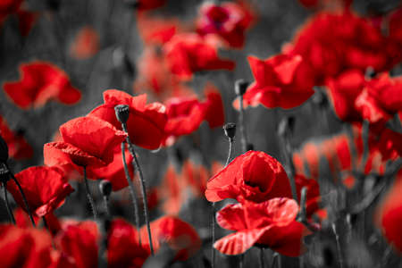 Beautiful red corn poppy flowers on black and white background. Remembrance day conceptの写真素材