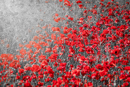 Beautiful red corn poppy flowers on black and white background. Remembrance day conceptの写真素材