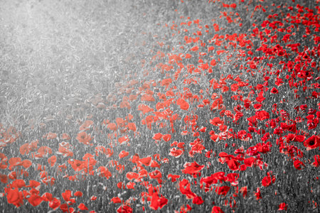 Beautiful red corn poppy flowers on black and white background. Remembrance day conceptの写真素材