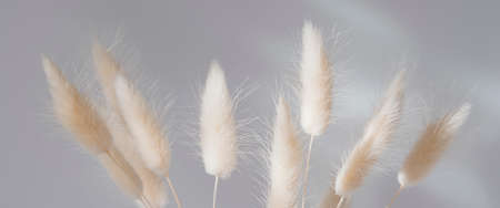 Brown bunny tail grass on grey background, copy space, dried lagurus grassの写真素材