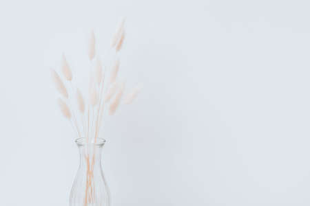 Brown bunny tail grass on grey background, copy space, dried lagurus grass. Bunny tail grass in a vaseの写真素材