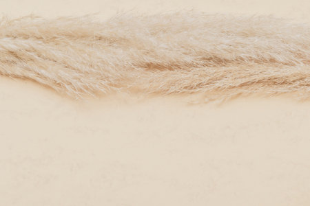 Dry pampas grass reed on beige color background. Zero waste, eco friendly concept. Vintage color filterの写真素材