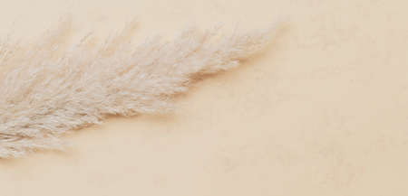 Dry pampas grass reed on beige color background. Zero waste, eco friendly concept. Vintage color filterの写真素材