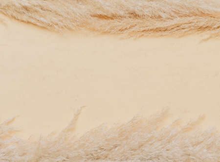 Dry pampas grass reed on beige color background. Zero waste, eco friendly concept. Vintage color filterの写真素材