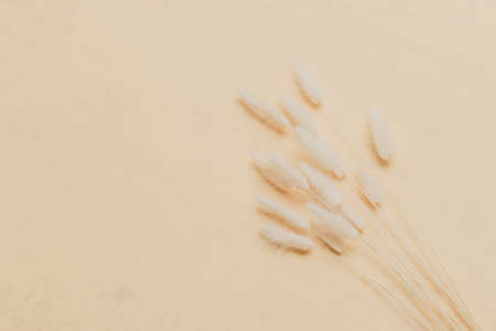 Brown bunny tail grass on beige background, copy space, dried lagurus grassの写真素材